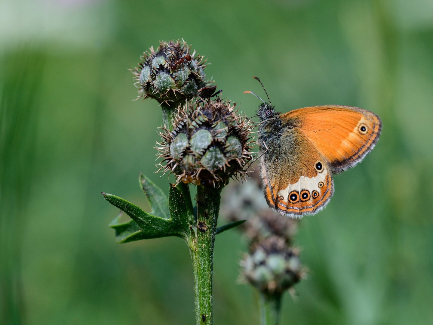 Weißbindiges Wiesenvögelchen, Coenonympha arcania