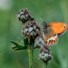 Weißbindiges Wiesenvögelchen, Coenonympha arcania