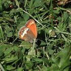 Weißbindiges Wiesenvögelchen (Coenonympha arcania)