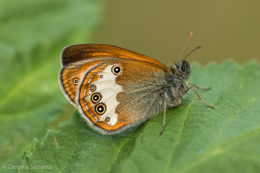 Weißbindiges-Wiesenvögelchen (Coenonympha arcania)