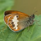 Weißbindiges-Wiesenvögelchen (Coenonympha arcania)