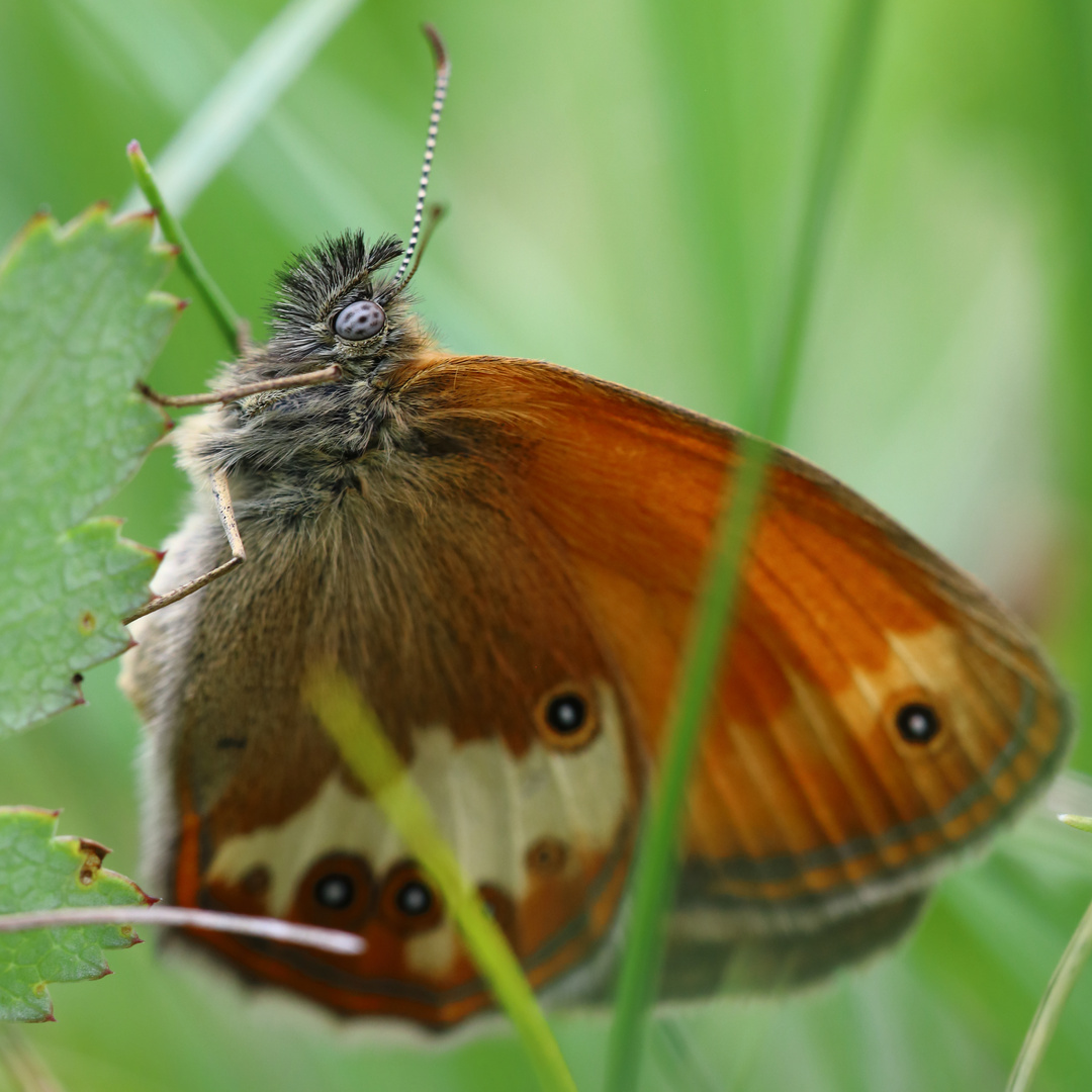 Weißbindiges Wiesenvögelchen (Coenonympha arcania)