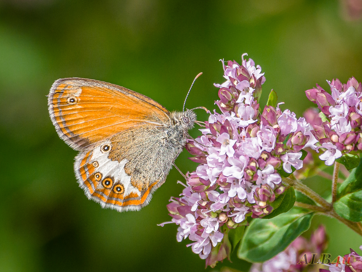 Weißbindiges Wiesenvögelchen (Coenonympha arcania)