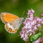 Weißbindiges Wiesenvögelchen (Coenonympha arcania)