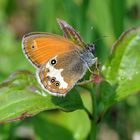 Weißbindiges Wiesenvögelchen (Coenonympha arcania)