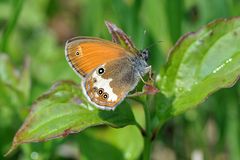 Weißbindiges Wiesenvögelchen (Coenonympha arcania)