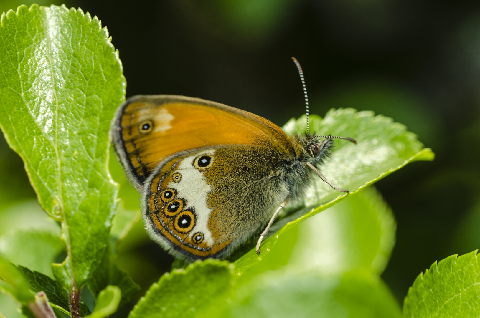 Weißbindiges Wiesenvögelchen (Coenonympha arcania)