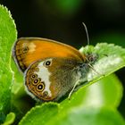 Weißbindiges Wiesenvögelchen (Coenonympha arcania)