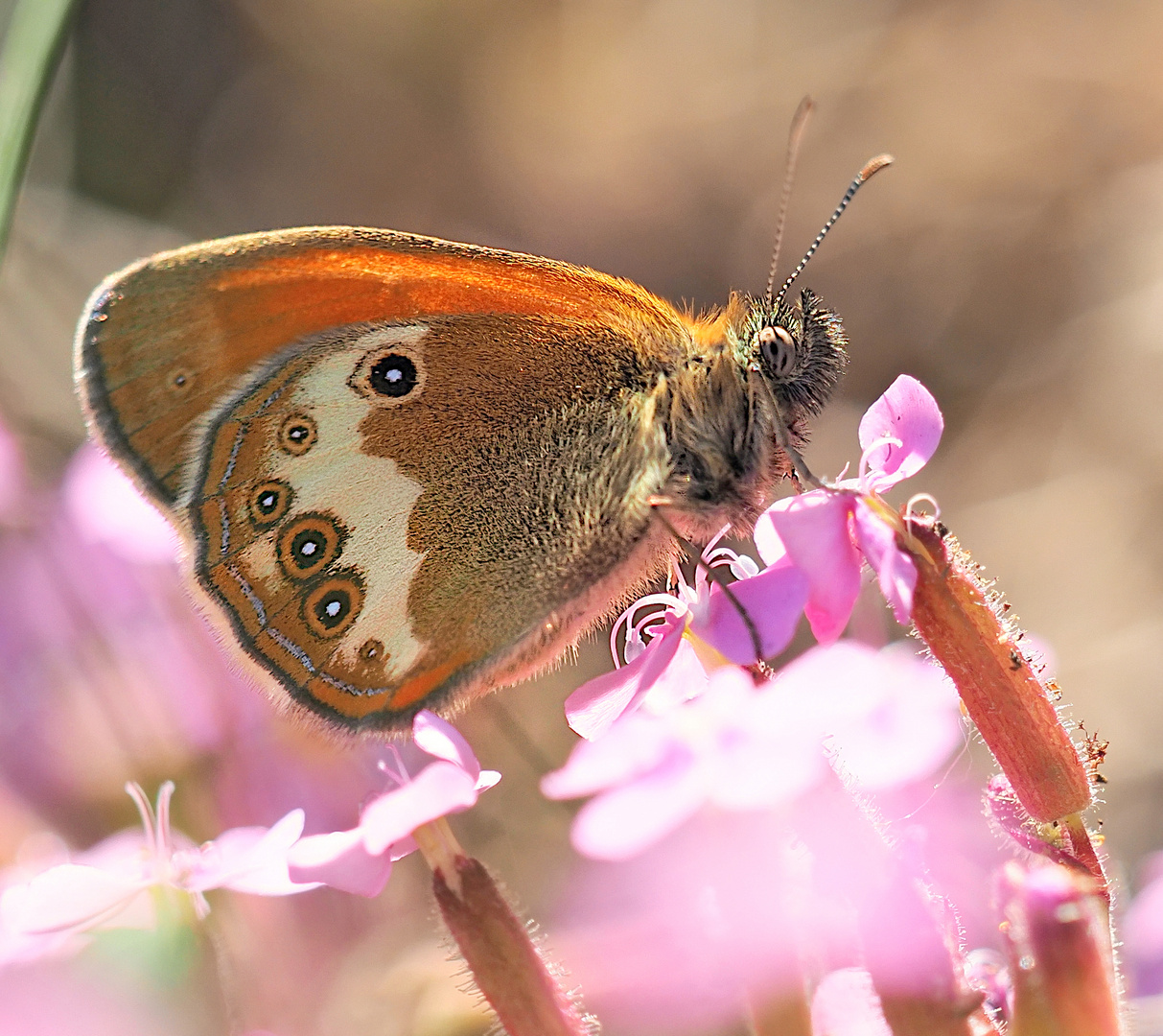 Weißbindiges Wiesenvögelchen (Coenonympha arcania)