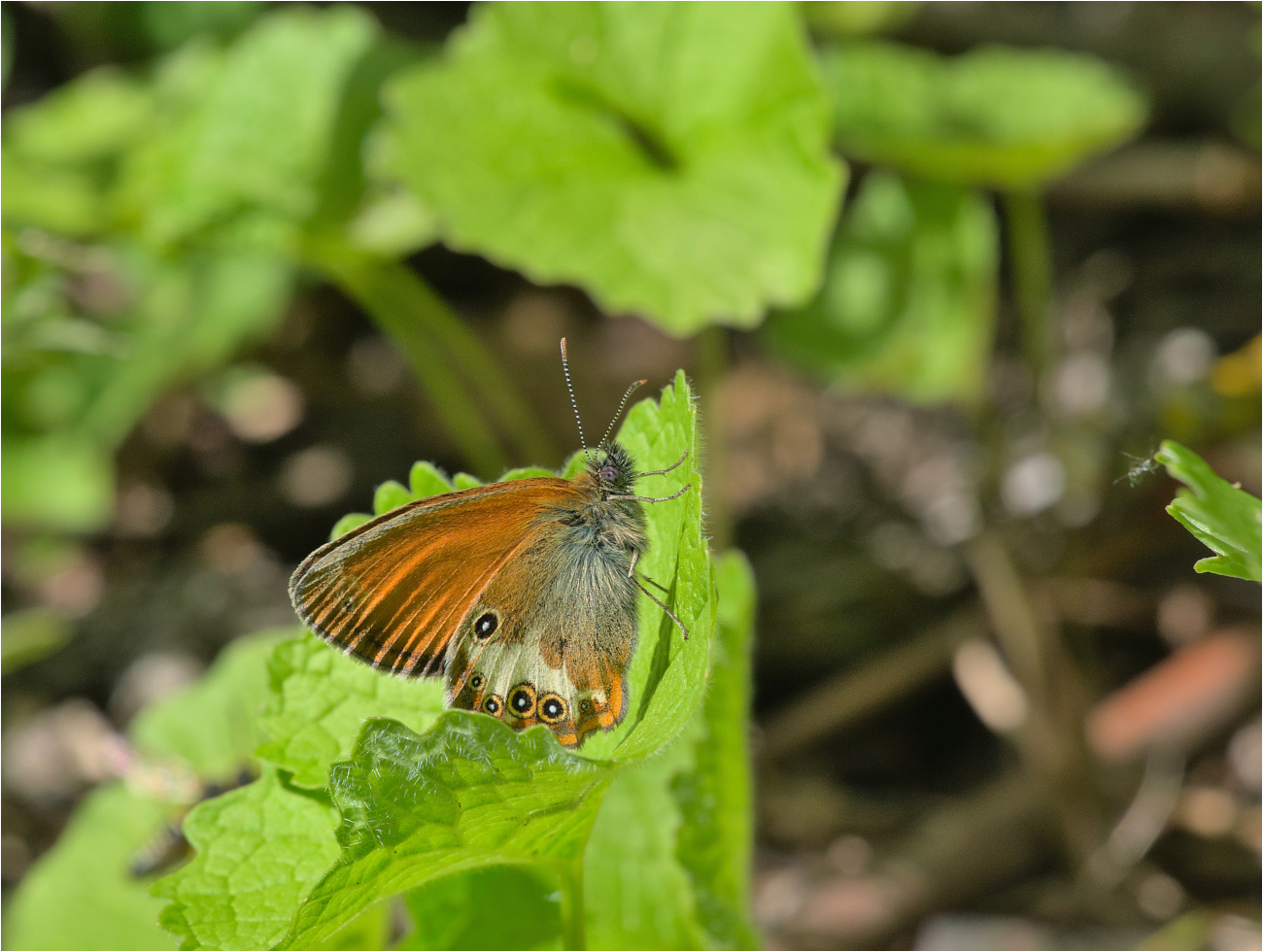 Weißbindiges Wiesenvögelchen (Coenonympha arcania)