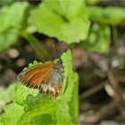 Weißbindiges Wiesenvögelchen (Coenonympha arcania)