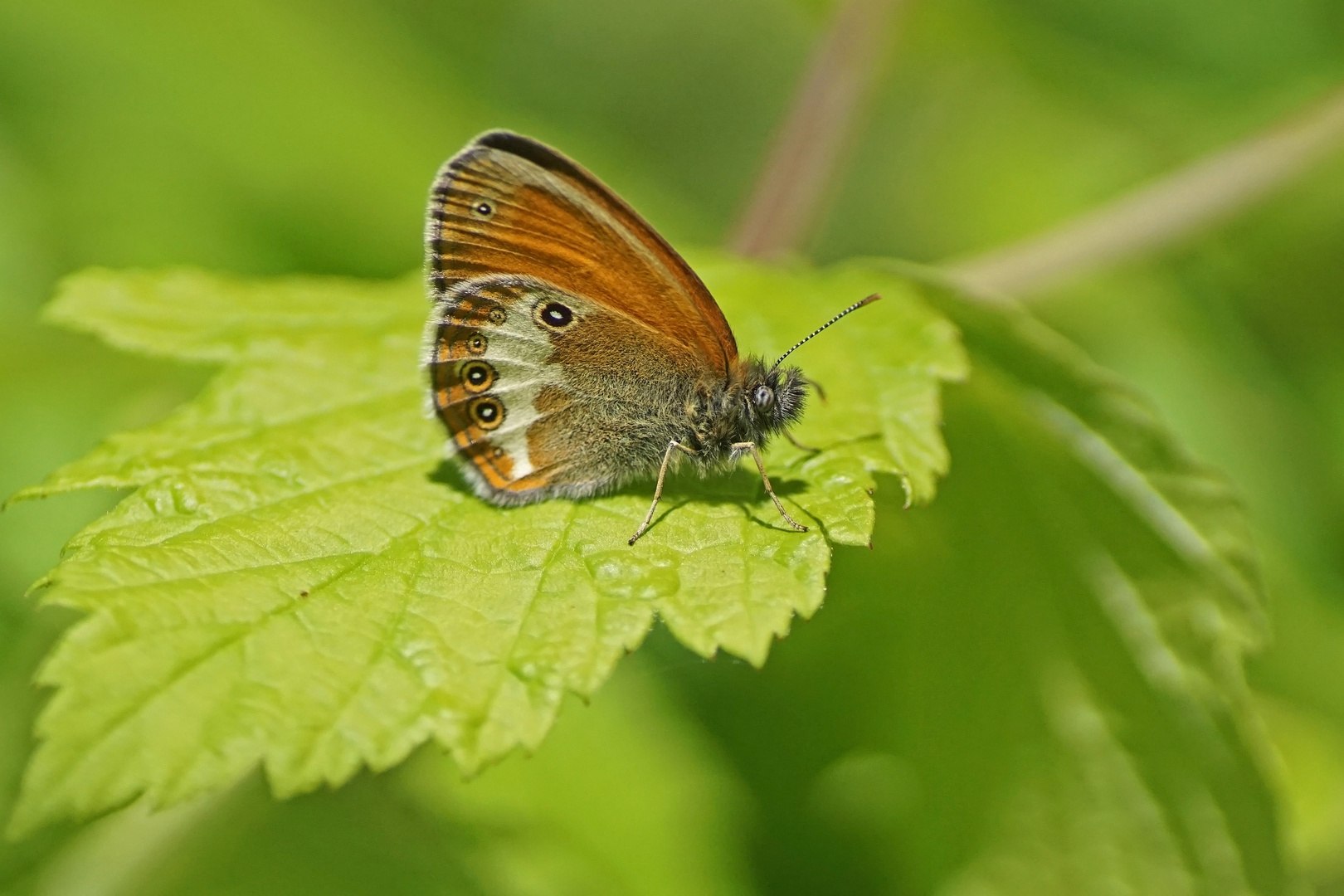 Weißbindiges Wiesenvögelchen (Coenonympha arcania)