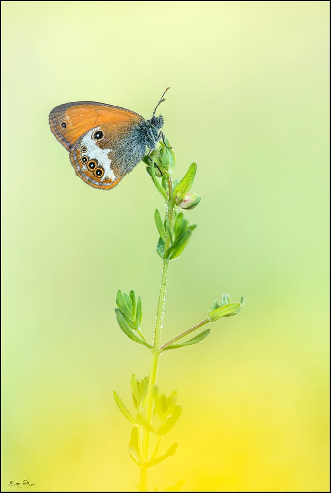 Weissbindiges Wiesenvögelchen (Coenonympha arcania)