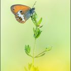 Weissbindiges Wiesenvögelchen (Coenonympha arcania)