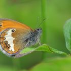 Weißbindiges Wiesenvögelchen (Coenonympha arcania)