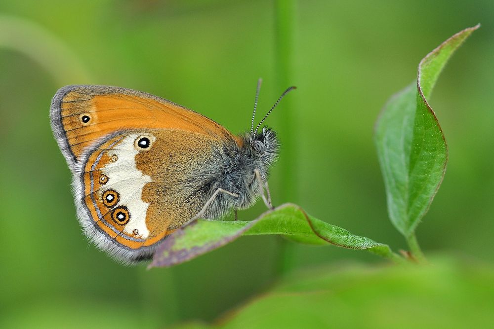 Weißbindiges Wiesenvögelchen (Coenonympha arcania)