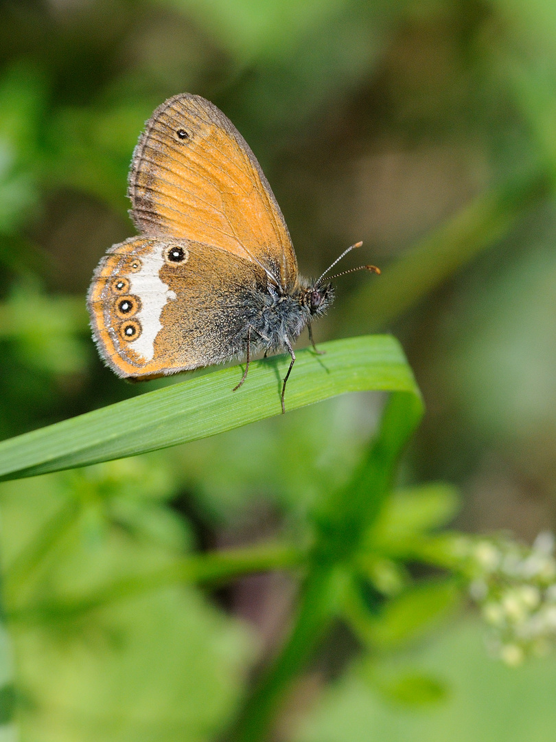 Weißbindiges Wiesenvögelchen ( Coenonympha arcania )