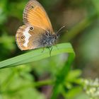 Weißbindiges Wiesenvögelchen ( Coenonympha arcania )