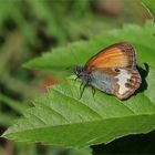 Weißbindiges Wiesenvögelchen (Coenonympha arcania).