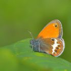 Weißbindiges Wiesenvögelchen (Coenonympha arcania)