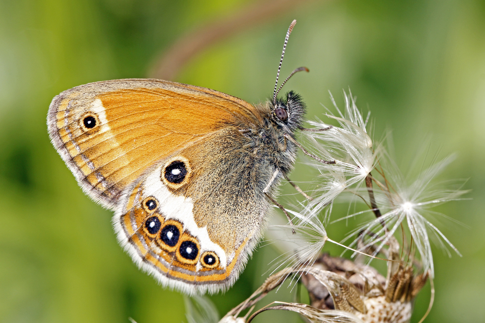 Weißbindiges Wiesenvögelchen (Coenonympha arcania)