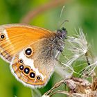 Weißbindiges Wiesenvögelchen (Coenonympha arcania)