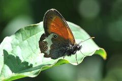 Weißbindiges Wiesenvögelchen (Coenonympha arcania) im Profil