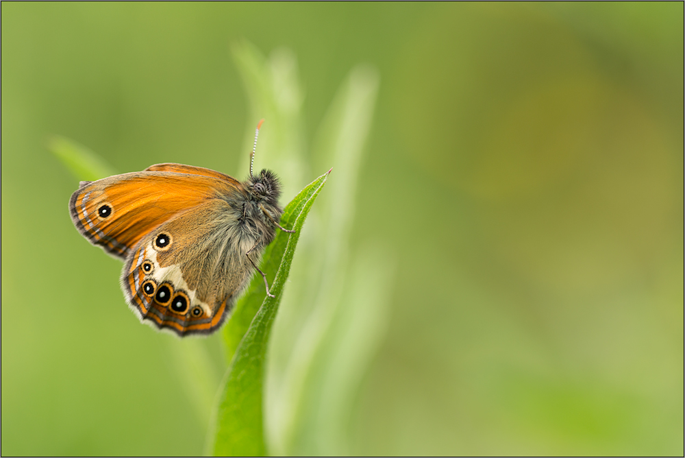 weissbindiges wiesenvögelchen( coenonympha arcania ) slowenien 2015