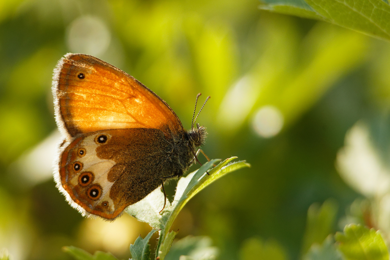 Weißbindiges Wiesenvögelchen (Coenonympha tullia)