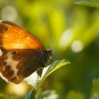 Weißbindiges Wiesenvögelchen (Coenonympha tullia)