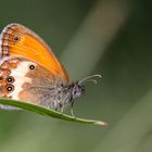 Weissbindiges Wiesenvögelchen, Grasperlfalter