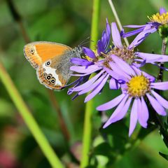 Weißbindiges Wiesenvögelchen oder Perlgrasfalter an Blüte der Bergastern