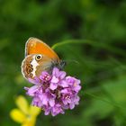 Weißbindiges Wiesenvögelchen, Perlgrasfalter