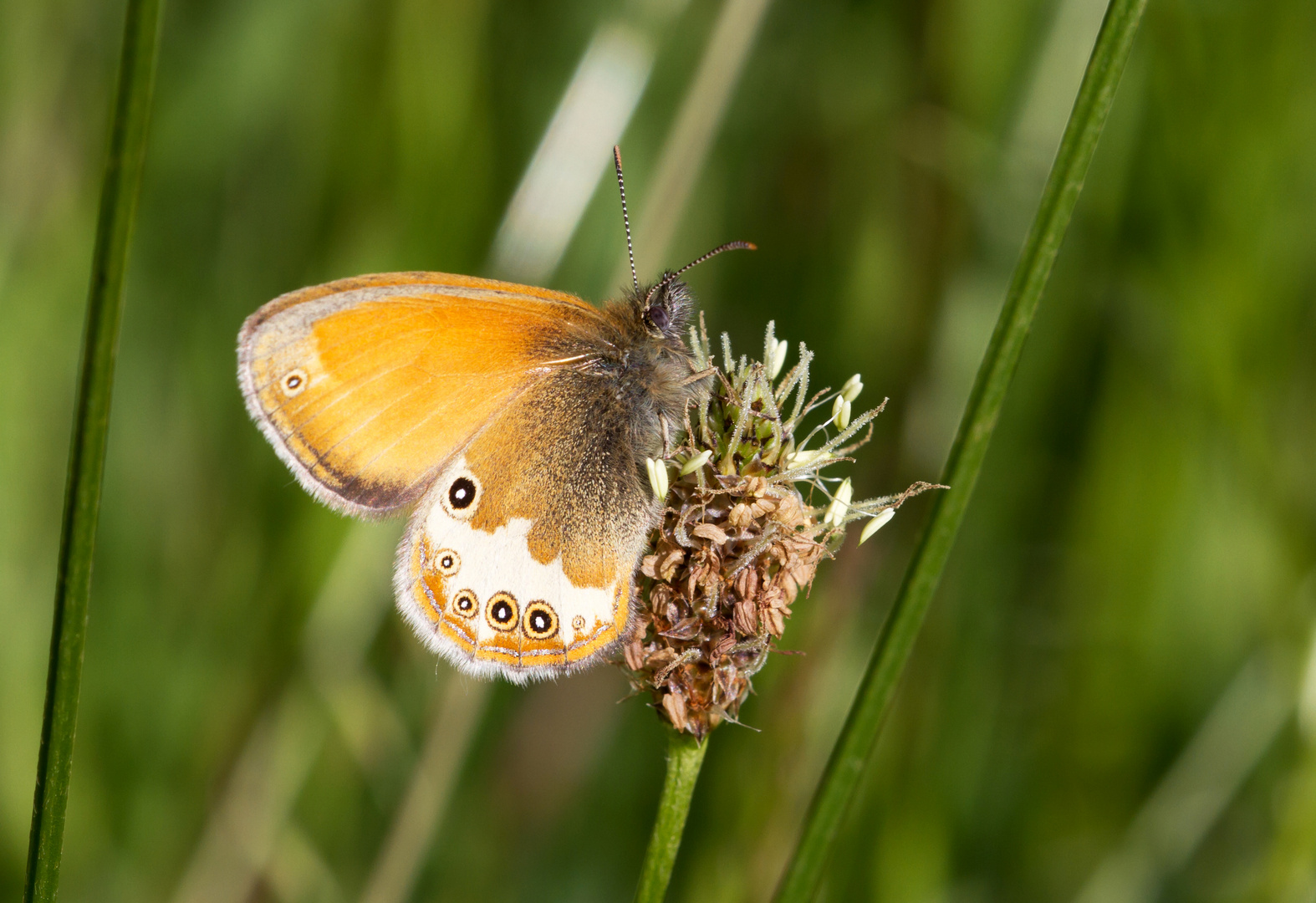 Weißbindiges Wiesenvögelchen/Perlgrasfalter