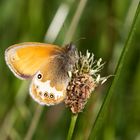 Weißbindiges Wiesenvögelchen/Perlgrasfalter