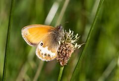 Weißbindiges Wiesenvögelchen/Perlgrasfalter