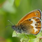 Weissbindiges wiesenvögelein (Coenonympha arcania)