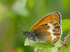 Weissbindiges wiesenvögelein (Coenonympha arcania)