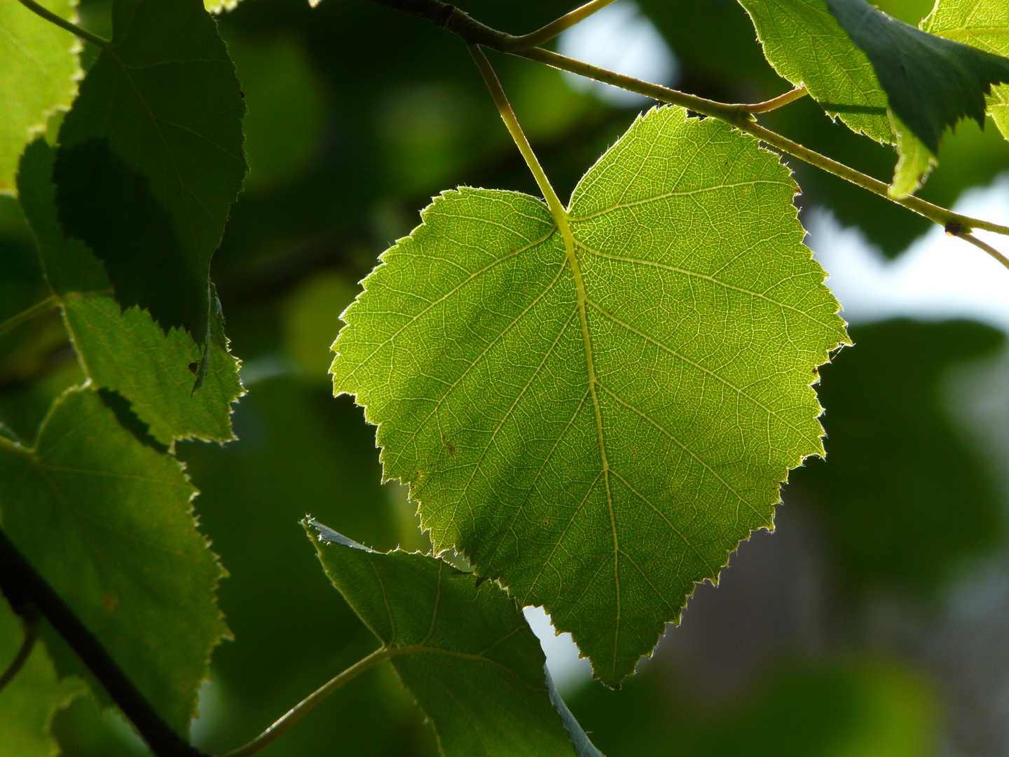 Weißbirke - Betula pendula