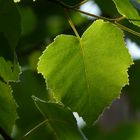 Weißbirke - Betula pendula