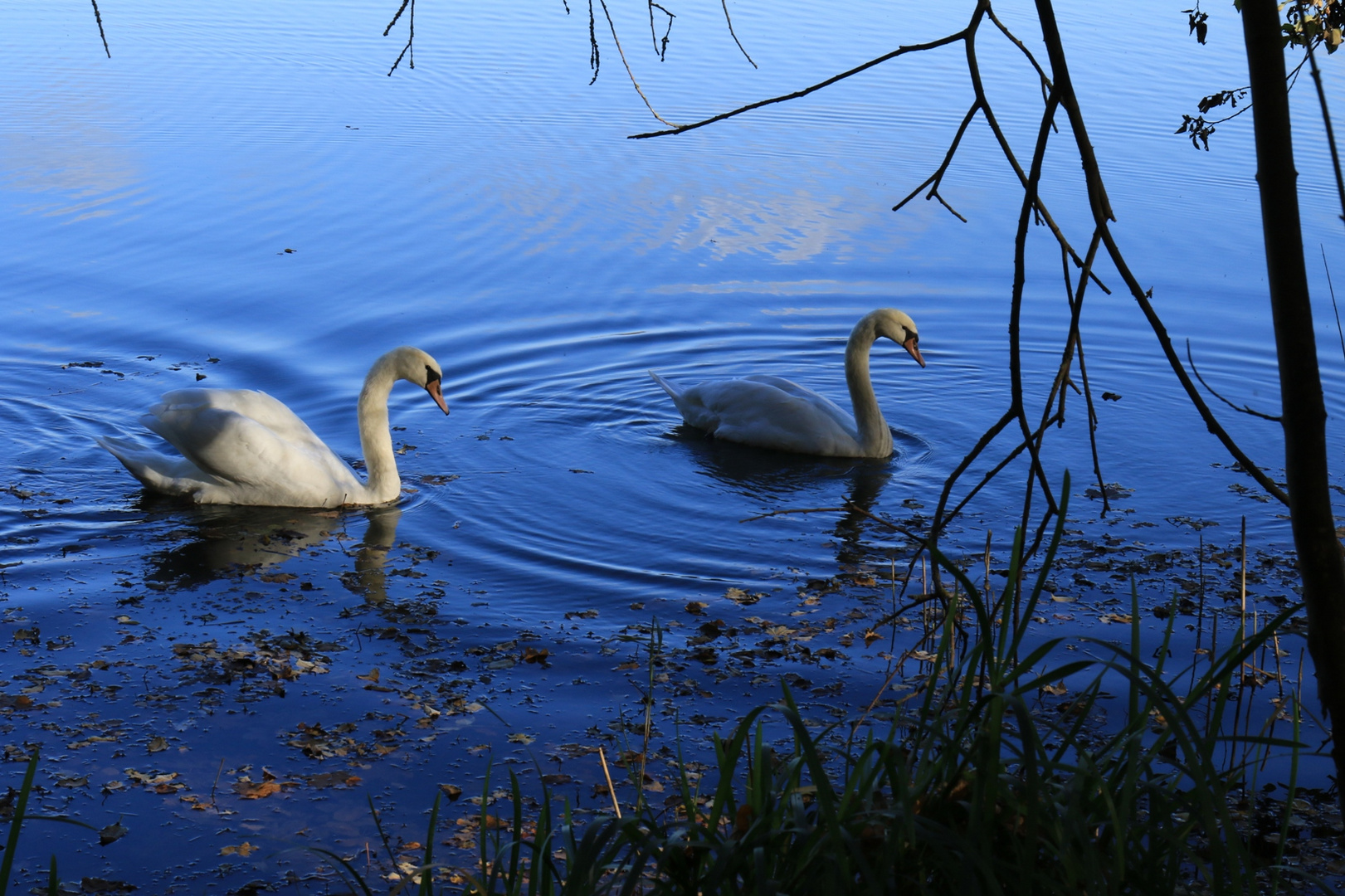 Weißblau