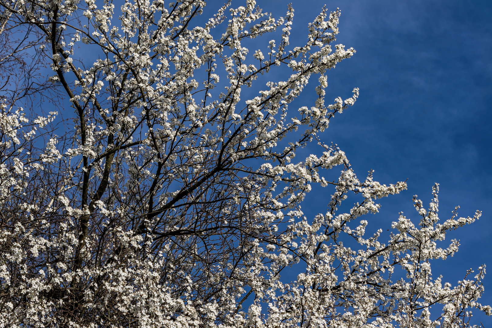 Weiß/blau