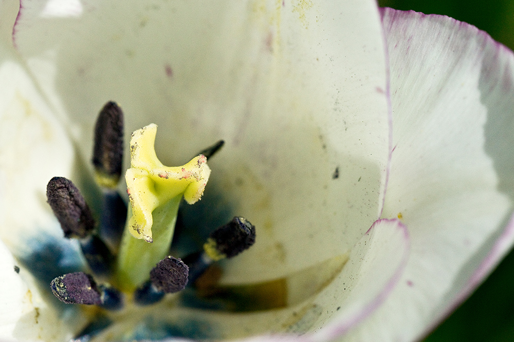 weissblaue Tulpe