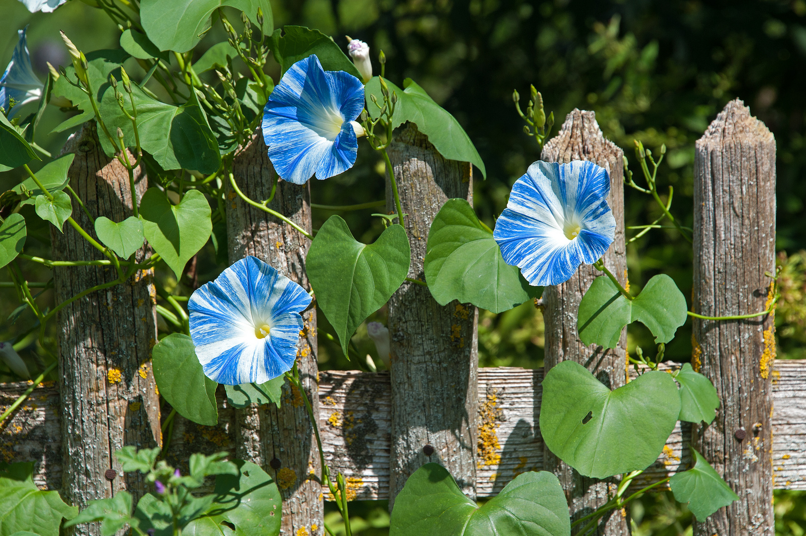 Weißblaue Zaungeheimnisse