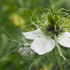 weißblühende Jungfer im "Grünen"