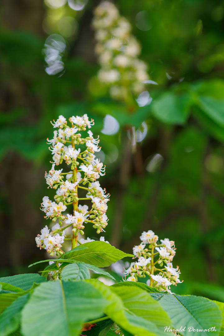 Weißblühende Kastanienblüte