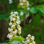 Weißblühende Kastanienblüte