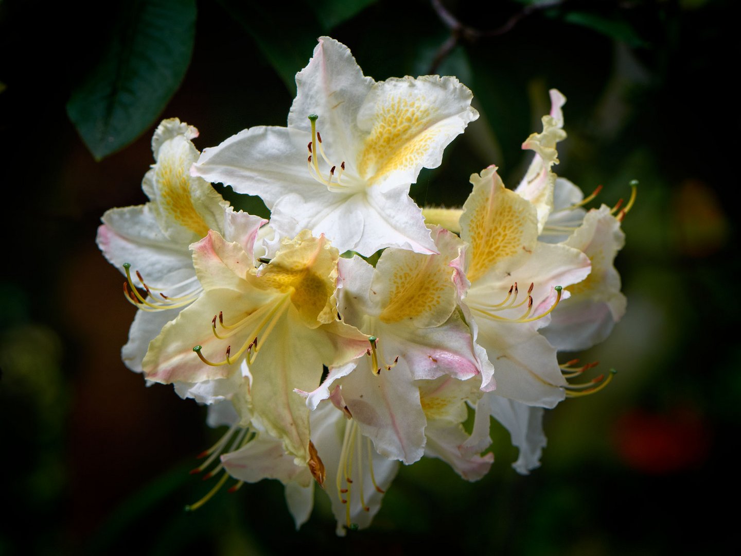 Weissblühender Rhododendron