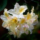 Weissblühender Rhododendron