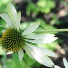 Weißblühender Sonnenhut (Echinacea), white coneflower